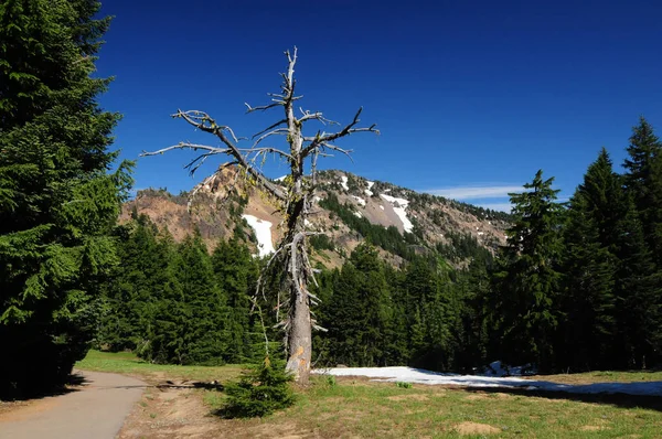 Starý Strom Před Garfield Peak Crater Lake Oregon Usa — Stock fotografie