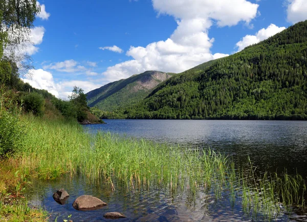 Grass Water Lake Hjartsja Sunny Summer Day Clear Blue Sky — Stock Photo, Image