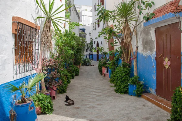 Asilah, Fas 'ta geleneksel beyaz berber evleri. Asilah, Kuzey Fas 'ta bir şehirdir. Asilah 'ın binaları beyazın gölgesinde kalmıştır. 