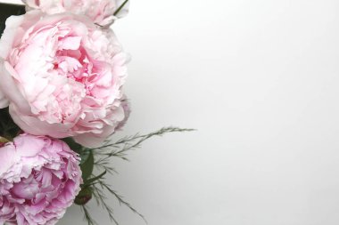 Beyaz bir arka planda Peonies.