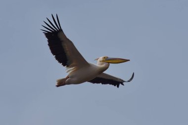 Sakin ve güneşli bir günde Ahtopol'de deniz feneri