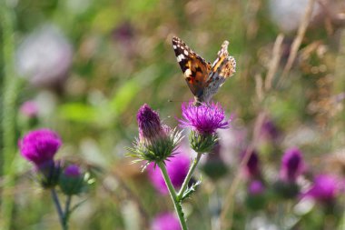 Çiçekteki güzel kelebek
