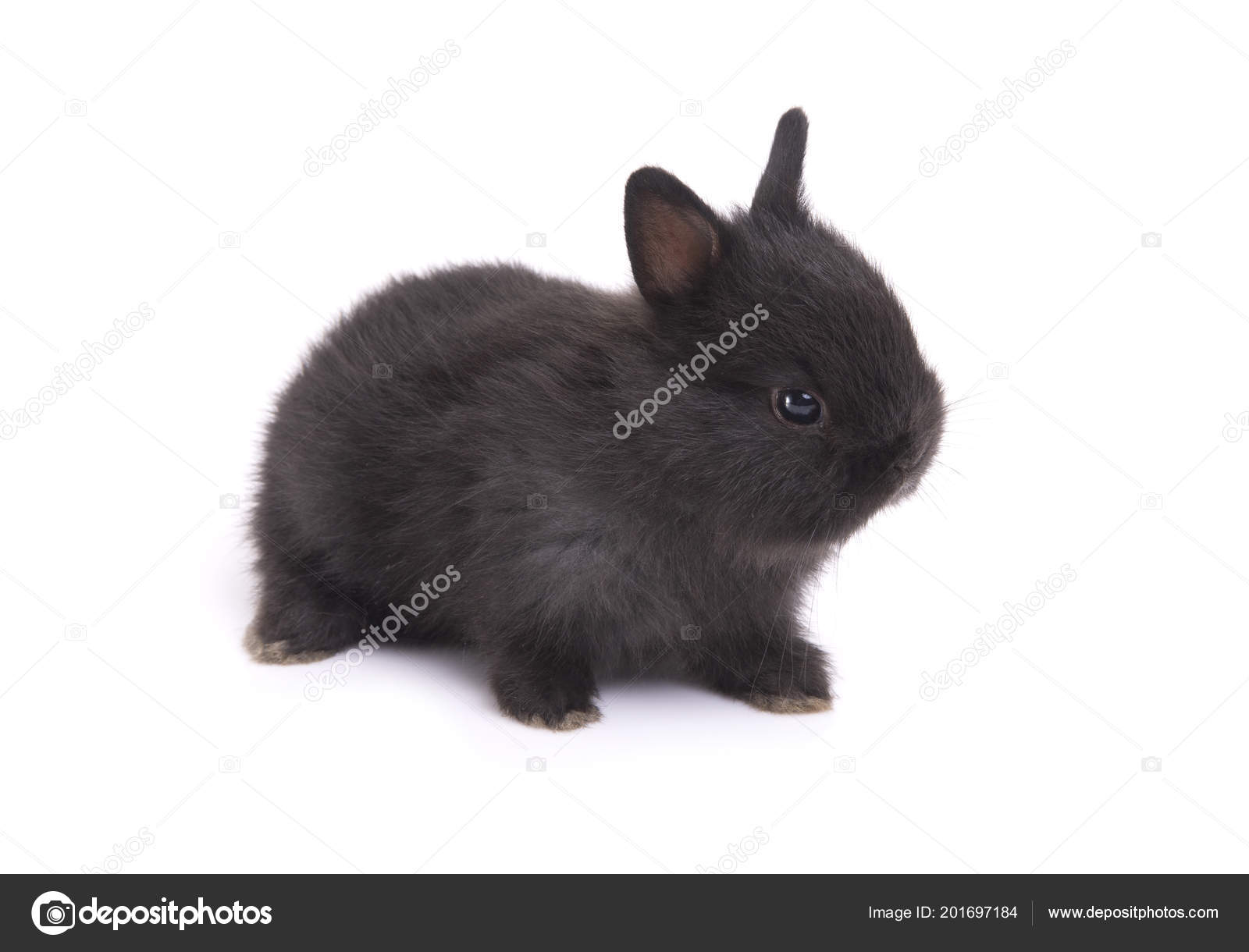 black and white dwarf bunny