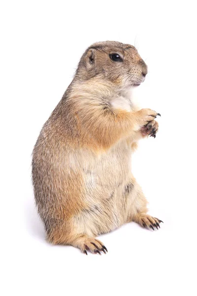 Little Cute Prairie Dog Standing White Background — Stock Photo, Image