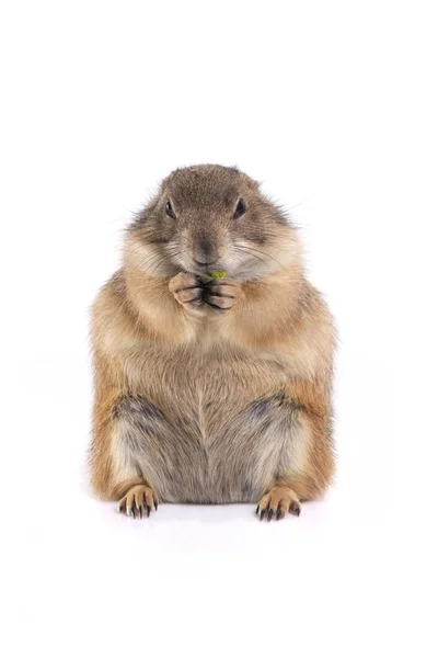 Pequeño Perro Lindo Pradera Sentado Disfrutar Comer Sobre Fondo Blanco — Foto de Stock