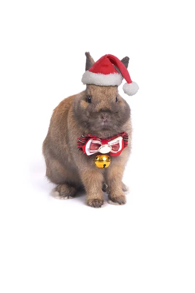 Pequeño Conejo Con Sombrero Rojo Santa Para Celebración Navidad Sobre — Foto de Stock