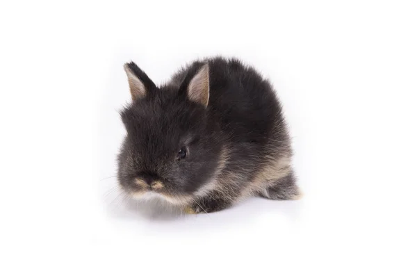 Baby Niederländisches Zwergkaninchen Auf Weißem Hintergrund — Stockfoto