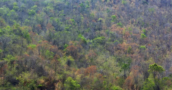 Forest in tropical area with many varieties of trees look beauti — Stock Photo, Image