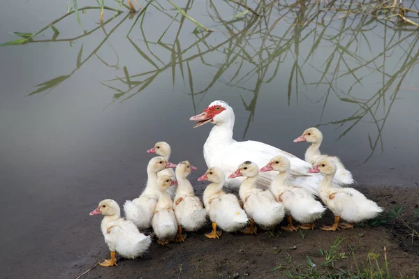 Duck famile mother and 10 ducklings. — Stock Photo, Image