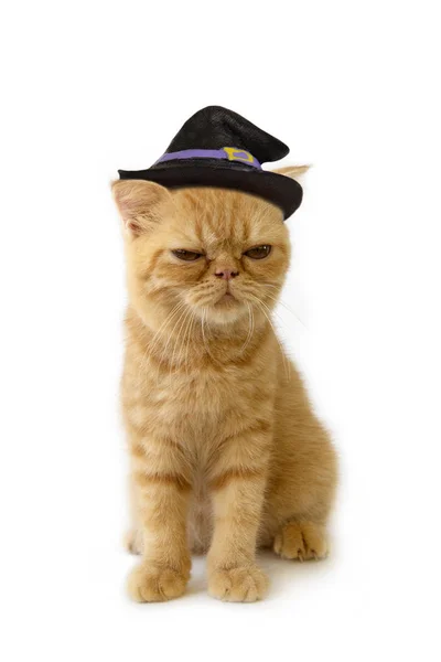 Escocês dobra gato usando chapéu de bruxa para a noite de Halloween em branco — Fotografia de Stock