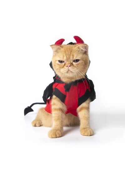 Küçük kedi beyaz arka plan üzerinde cadılar bayramı için şeytan takım elbise giyiyor.