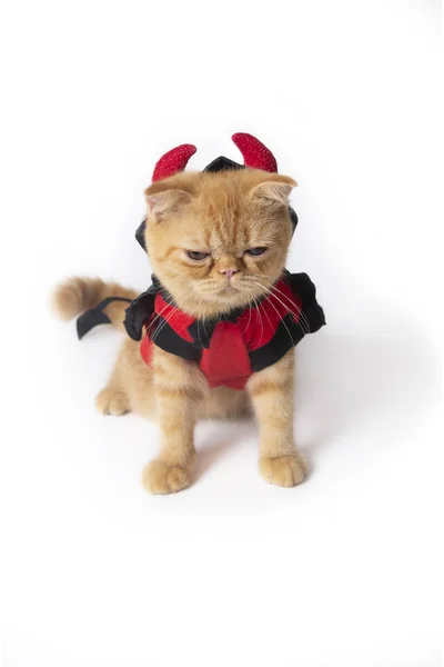 Legrační kočka v ďábelské šatech na bílém pozadí. — Stock fotografie