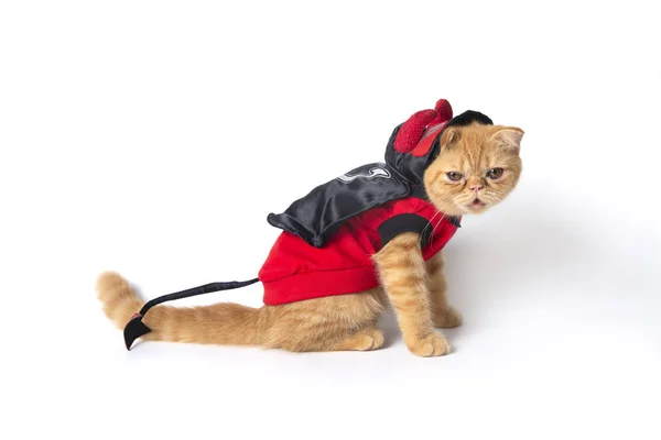 빨간 악마 정장을 입은 작은 고양이의 사이드 뷰 사진. — 스톡 사진