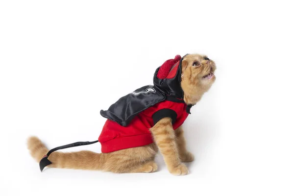Pequeno gato vestindo vermelho diabo terno olhando acima para encontrar algo — Fotografia de Stock