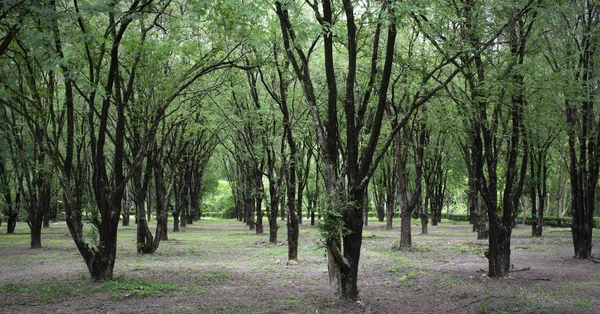 Plantações florestais aumentam o espaço verde . — Fotografia de Stock