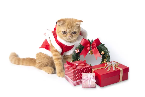 Pequeño gato vistiendo traje rojo de santa claus con cajas de regalo . — Foto de Stock
