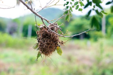 Doğada dallara asılı boş kuş yuvası.