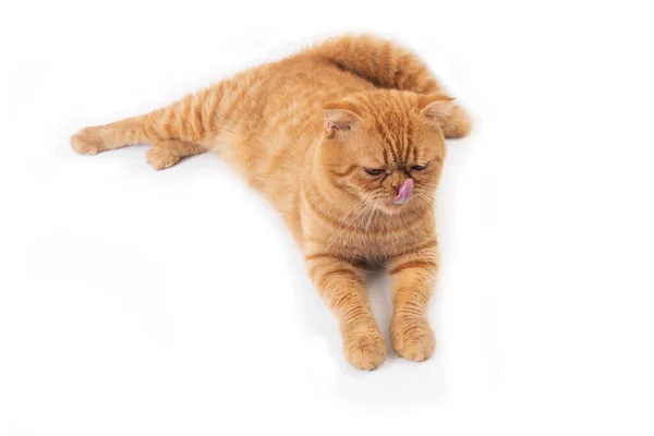 Studio Shot Cute Scottish Fold Cat Lay Floor Sticking Out — Stock Photo, Image