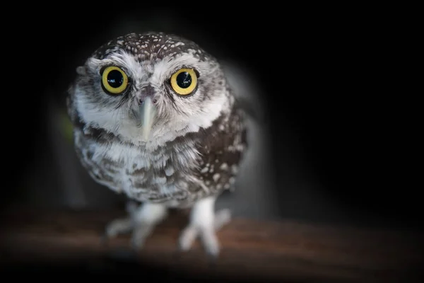 Little Owl Stood Timber Dark Looking Something Its Big Eyes — Stock Photo, Image