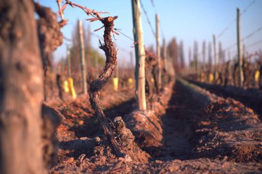 Grapevine in the vineyard after winter pruning. clipart