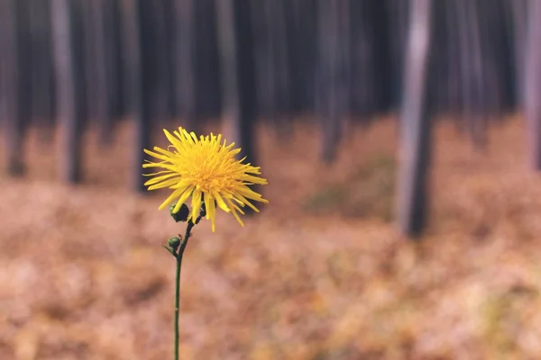 Dandelion in autumn forest in the province of Mendoza, Argentina.