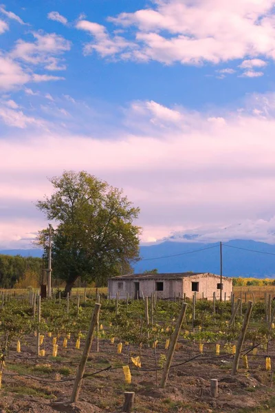 Egyszeru Falusi Ház Egy Szőlőültetvény Mellett Mendoza Tartományban Argentína — Stock Fotó
