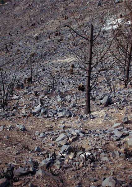 Burned trees after a wild fire in Las Vegas, province of Mendoza, Argentina.
