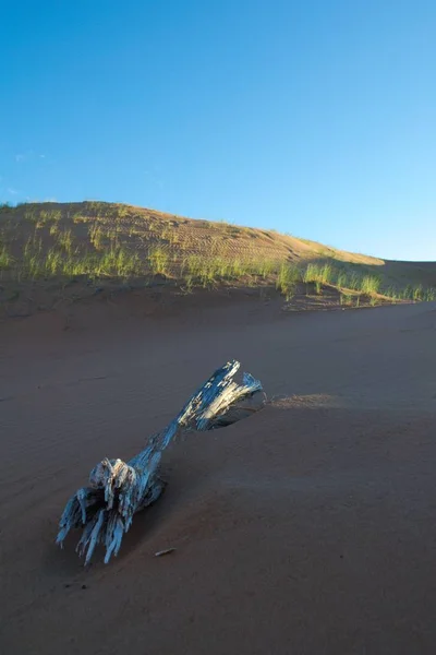 Dode Boom Begraven Door Het Zand Woestijn Van Lavalle Provincie — Stockfoto