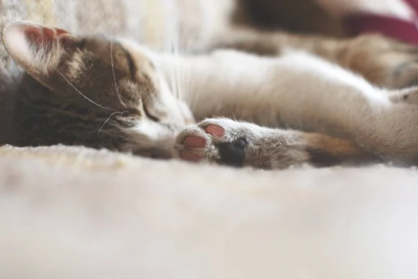 Kot Śpi Głęboko Łóżku Zbliżenie — Zdjęcie stockowe