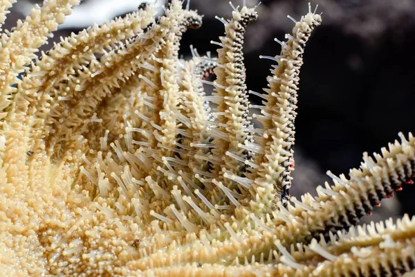 Specimen Heliaster Helianthus Multi Armed Starfish Detail Underside Podia Tube — Stock Photo, Image