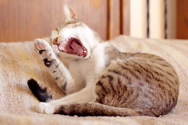 Chat Paresseux Tabby Bâillant Juste Après Réveil — Photo