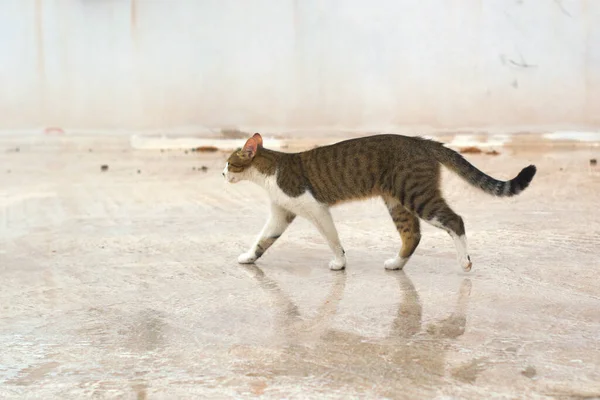 Stray Gato Tabby Rua Frio Dia Chuvoso — Fotografia de Stock