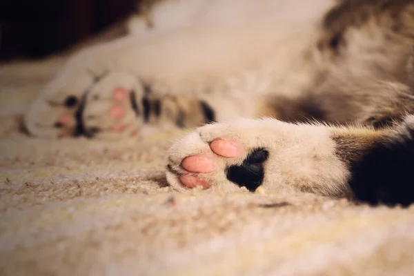 Cute Kitten Paws Bed Close — Stock Photo, Image