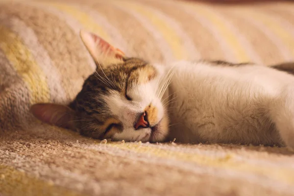 ベッドの上で眠っている愛らしい救助されたタクシー猫 — ストック写真