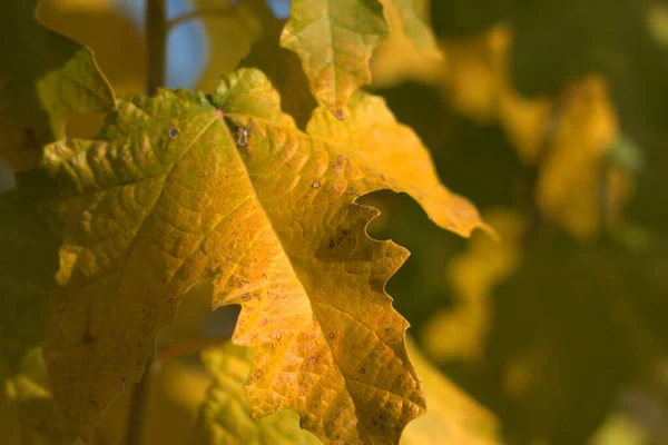 Feuilles Vertes Jaunes Sur Arbre Montrant Changement Saisons Gros Plan — Photo