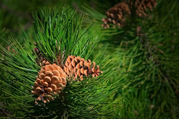 Natural Pine Cone Green Needles Tree Close — Stock Photo, Image
