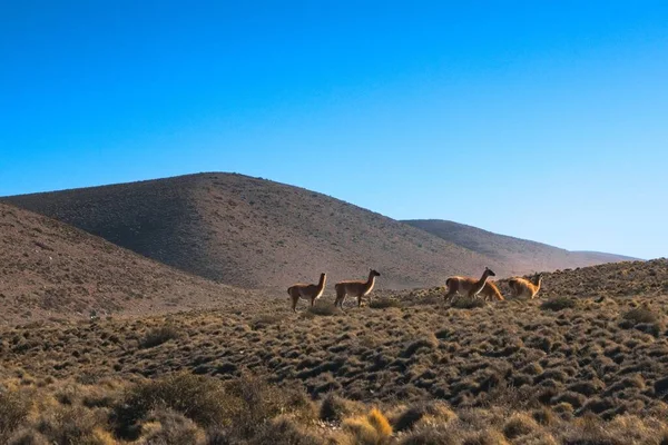 阿根廷门多萨Villavicencio自然保护区大草原上发现的Guanacos牧民 Lama Guanicoe — 图库照片