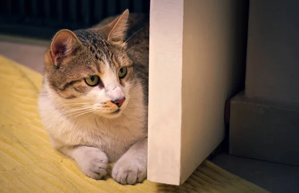 Hermoso Gato Doméstico Tabby Jugando Caza Acechando Detrás Una Puerta — Foto de Stock