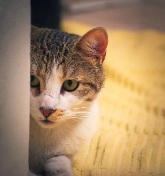 Hermoso Gato Doméstico Tabby Jugando Caza Acechando Detrás Una Puerta — Foto de Stock