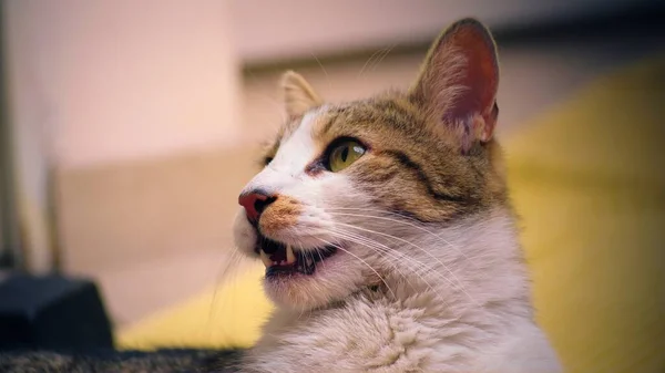 Gato Tabby Doméstico Feliz Saludable Mirando Hacia Arriba Primer Plano — Foto de Stock