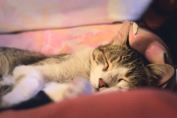 Νεαρή Υγιής Σπιτική Γάτα Που Κοιμάται Στον Καναπέ — Φωτογραφία Αρχείου
