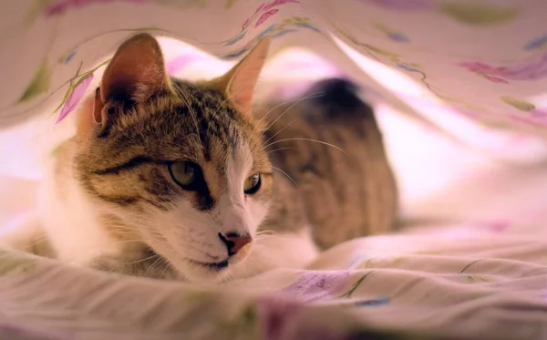 Lindo Gato Tabby Com Olhos Verdes Jogando Sob Lençóis — Fotografia de Stock