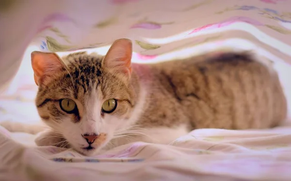 Gorgeous Tabby Cat Green Eyes Staring Camera Bedsheets — Stock Photo, Image