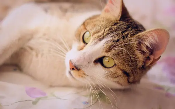 Lindo Gato Tabby Com Olhos Verdes Deitado Cama — Fotografia de Stock