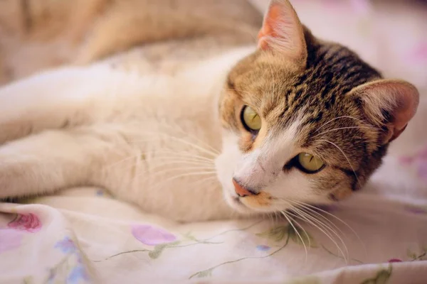 Gorgeous Tabby Cat Green Eyes Lying Bed — Stock Photo, Image