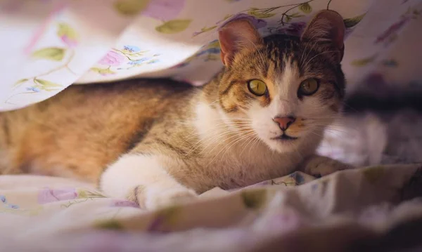 Precioso Gato Tabby Con Ojos Verdes Mirando Intensamente Cámara Debajo — Foto de Stock