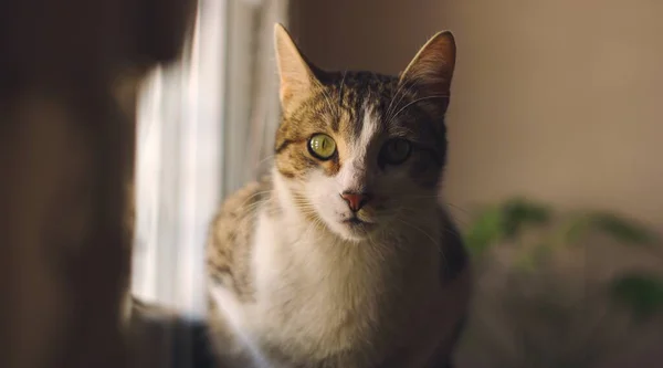 Neugierige Tabby Katze Starrt Die Kamera — Stockfoto