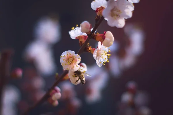 Abelha Operária Coletando Pólen Uma Flor Damasco Primavera Fechar — Fotografia de Stock