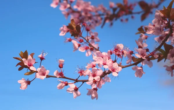 Cerejeira Rosa Flores Primavera Fechar — Fotografia de Stock