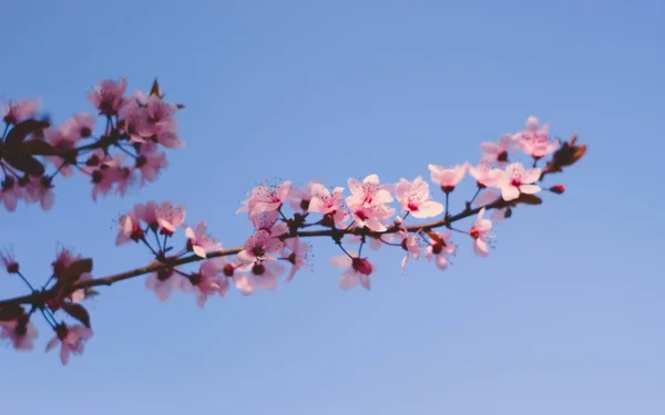 Fiori Ciliegio Rosa Primavera Vicino — Foto Stock